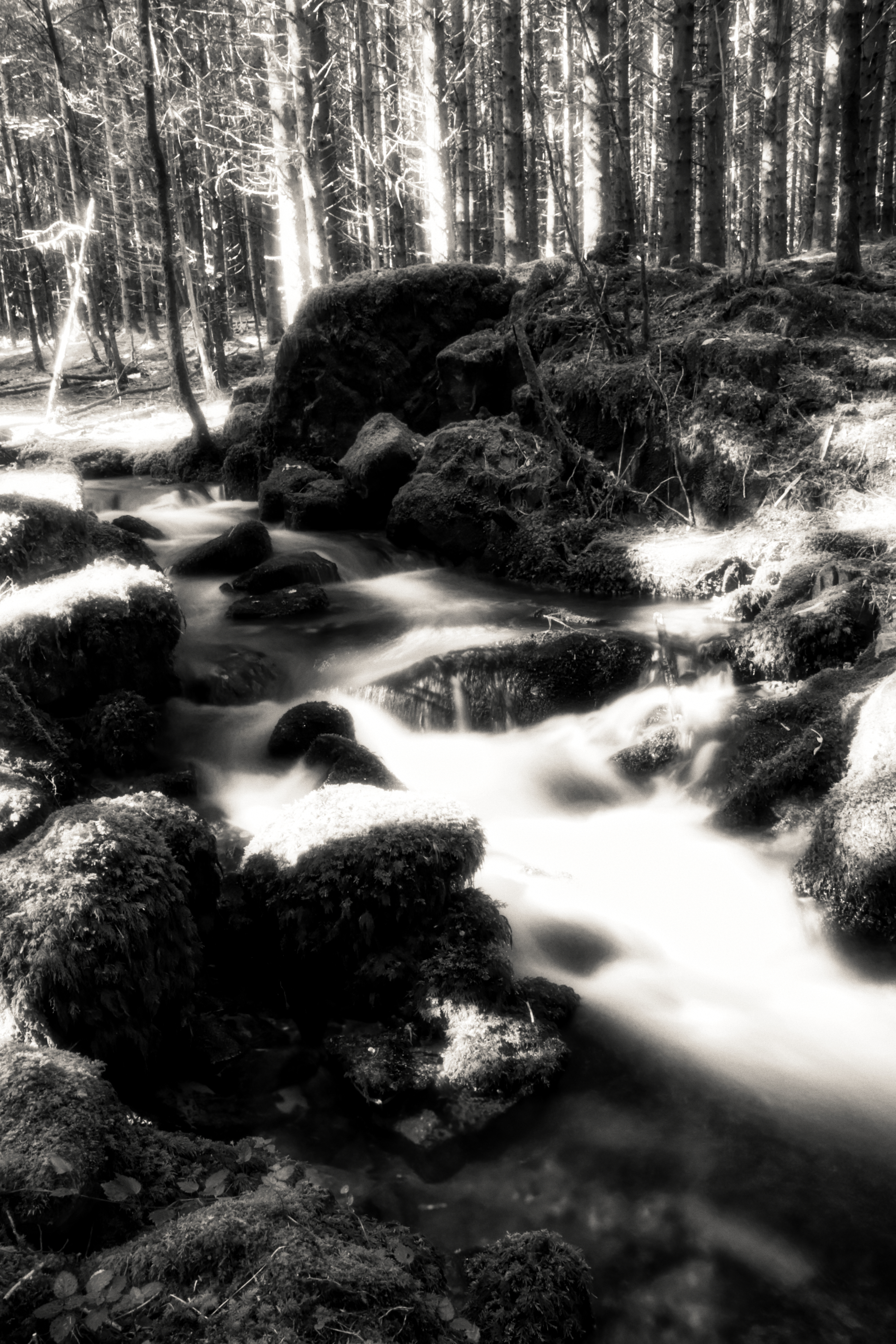 Forest stream flowing over mossy rocks, long exposure